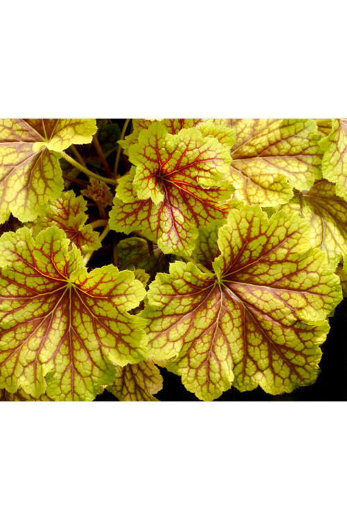 żurawka, żurawka Red Lightning, heuchera