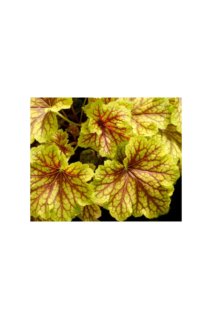 żurawka, żurawka Red Lightning, heuchera