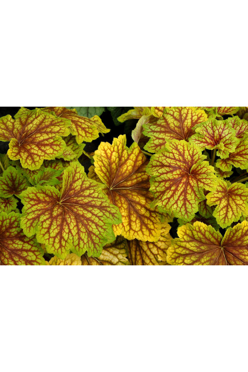 żurawka, żurawka Red Lightning, heuchera