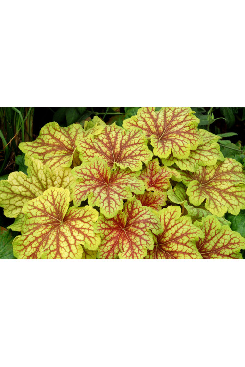 żurawka, żurawka Red Lightning, heuchera