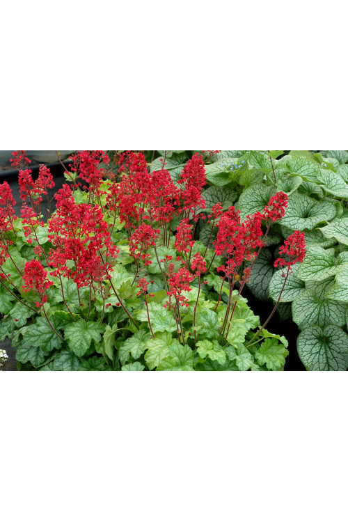 żurawka, żurawka Tokyo, heuchera