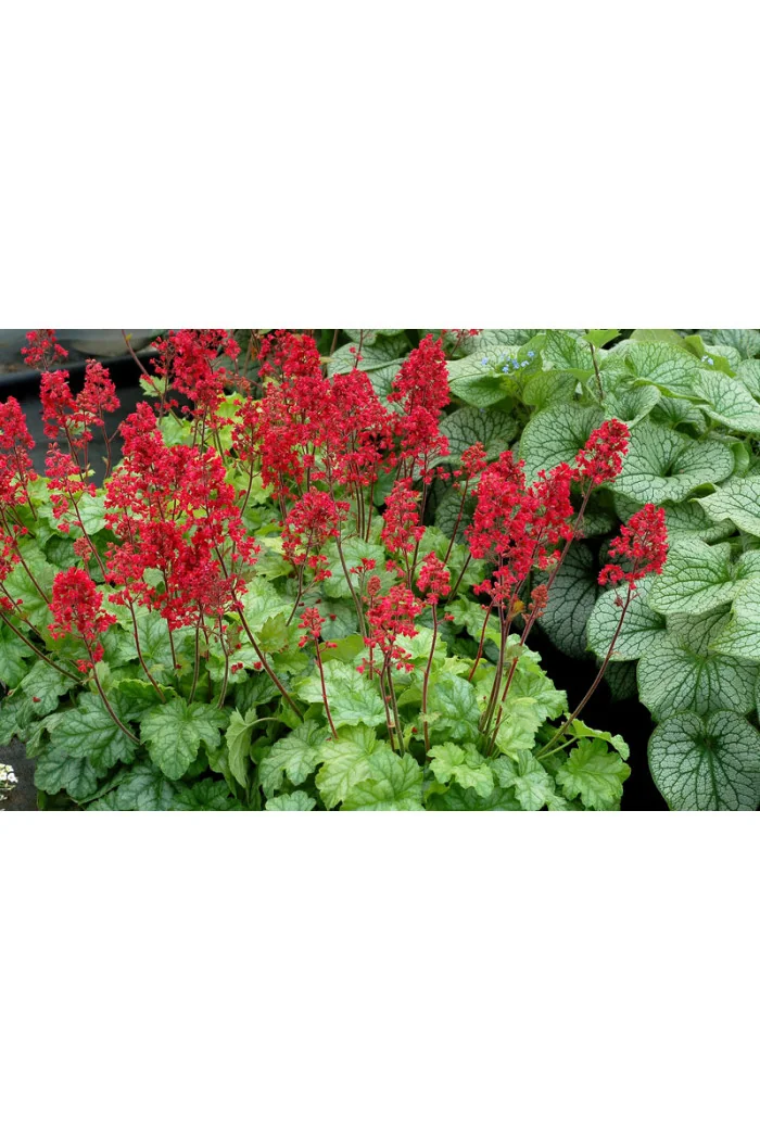 żurawka, żurawka Tokyo, heuchera