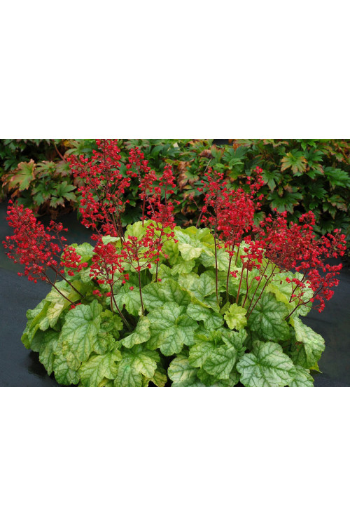 żurawka, żurawka Tokyo, heuchera