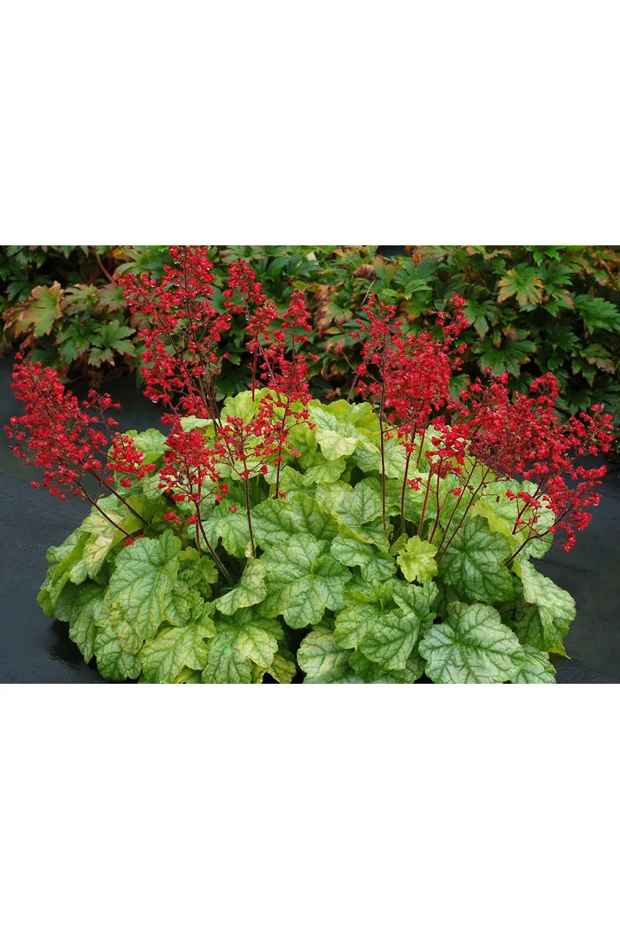 żurawka, żurawka Tokyo, heuchera