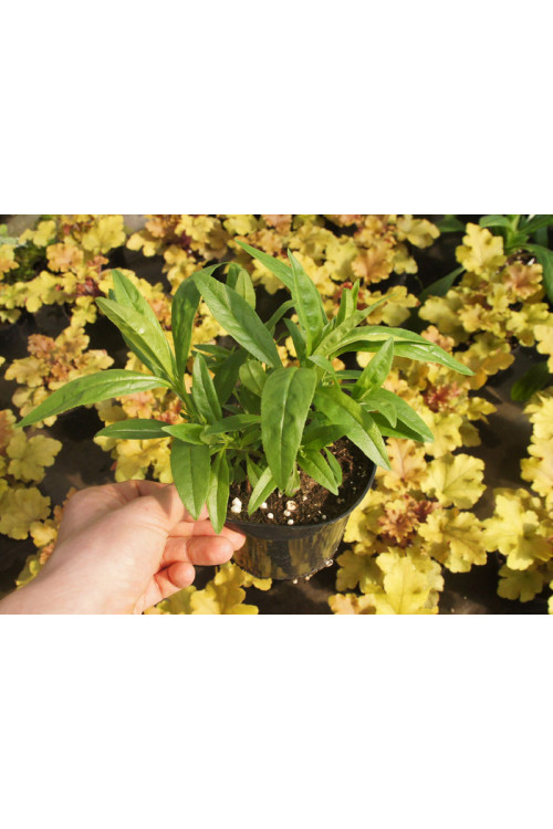 Penstemon 'Cha Cha Cherry' Penstemon