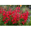 Penstemon 'Cha Cha Cherry' Penstemon