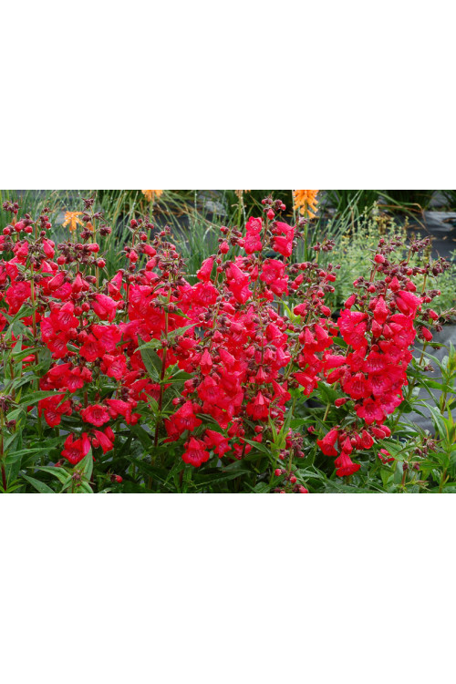 Penstemon 'Cha Cha Cherry' Penstemon