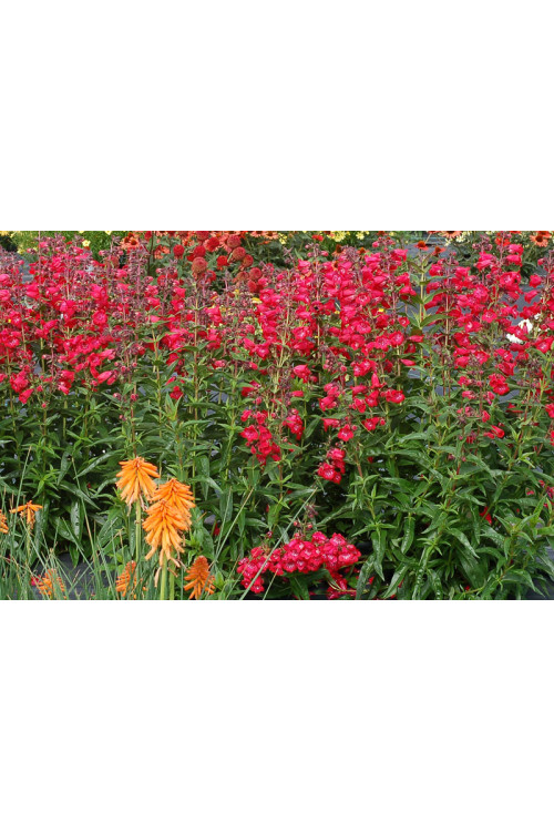 Penstemon 'Cha Cha Cherry' Penstemon