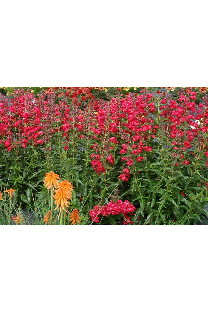 Penstemon 'Cha Cha Cherry' Penstemon