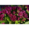 Pierwiosnek 'Belarina® Ruby Champagne' | Primula
