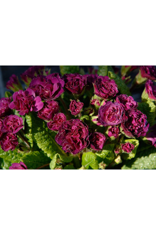 Pierwiosnek 'Belarina® Ruby Champagne' | Primula