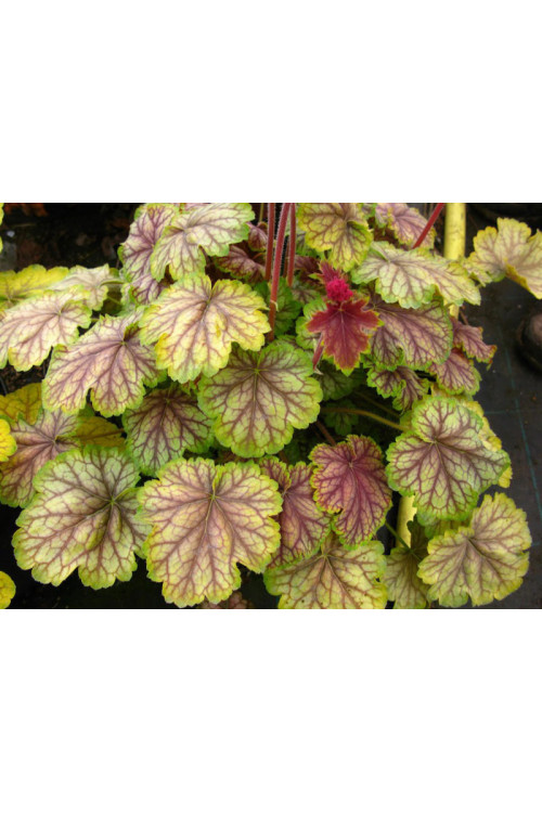 Żurawka MASTER PAINTER 'Van Gogh' Heuchera