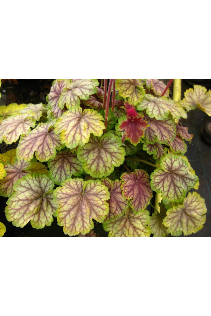 Żurawka MASTER PAINTER 'Van Gogh' Heuchera