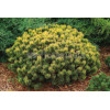 Sosna górska 'Wintergold' Pinus mugo