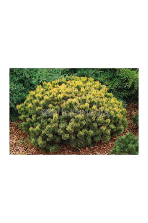 Sosna górska 'Wintergold' Pinus mugo