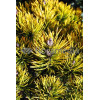 Sosna górska 'Wintergold' Pinus mugo