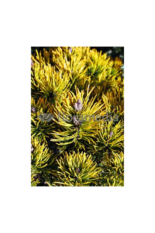 Sosna górska 'Wintergold' Pinus mugo
