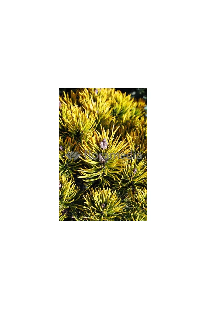 Sosna górska 'Wintergold' Pinus mugo