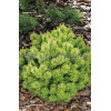 Sosna górska 'Wintergold' Pinus mugo