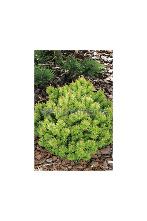 Sosna górska 'Wintergold' Pinus mugo