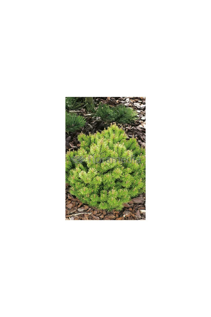 Sosna górska 'Wintergold' Pinus mugo