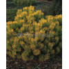 Sosna górska 'Wintergold' Pinus mugo