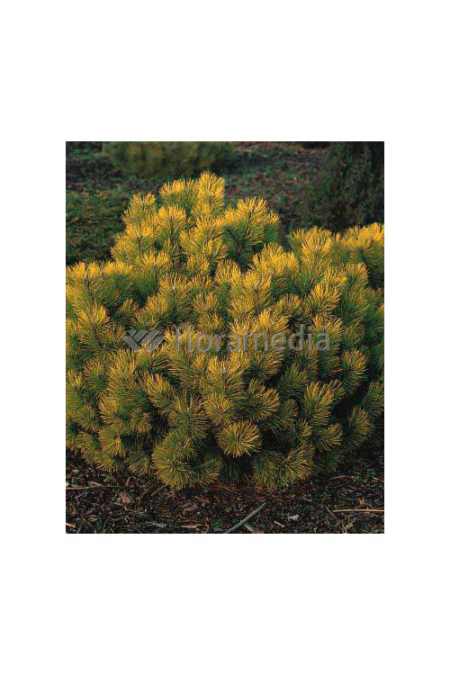 Sosna górska 'Wintergold' Pinus mugo