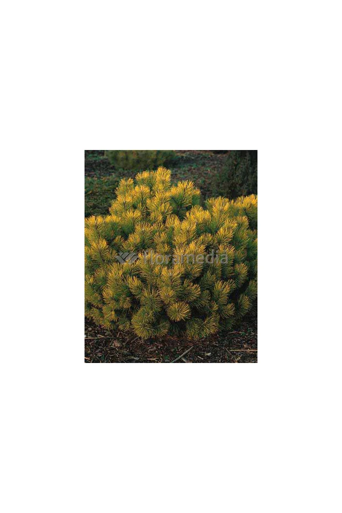 Sosna górska 'Wintergold' Pinus mugo