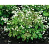 Epimedium Younga 'Niveum' | Epimedium x youngianum