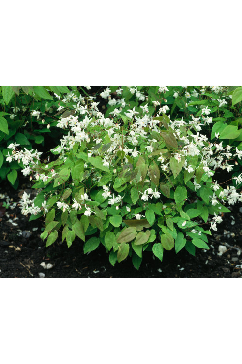Epimedium Younga 'Niveum' | Epimedium x youngianum