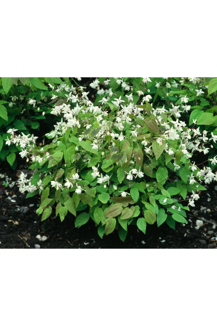 Epimedium Younga 'Niveum' | Epimedium x youngianum