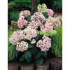 Hortensja ogrodowa 'Ayesha' | Hydrangea macrophylla