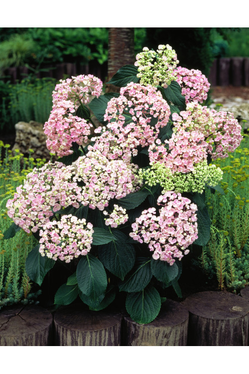 Hortensja ogrodowa 'Ayesha' | Hydrangea macrophylla
