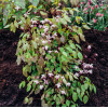 Epimedium 'Roseum' Epimedium youngianum