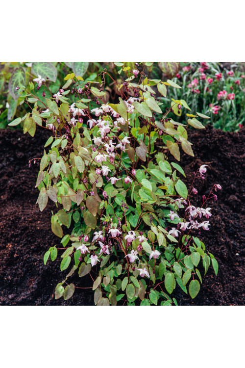 Epimedium 'Roseum' Epimedium youngianum