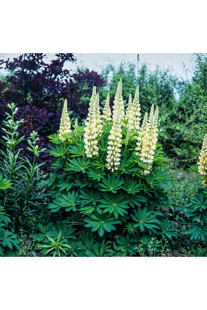 Łubin niski 'Gallery Yellow' | Lupinus nanus russell