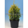 Żywotnik zachodni 'Yellow Ribbon' Thuja occidentalis