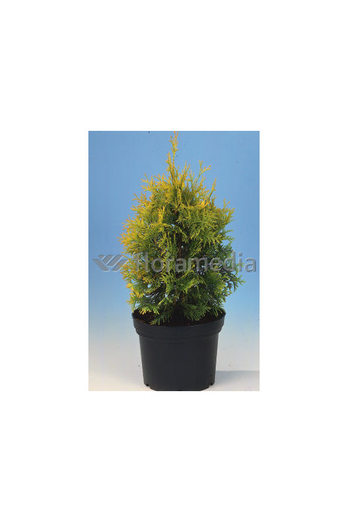 Żywotnik zachodni 'Yellow Ribbon' Thuja occidentalis