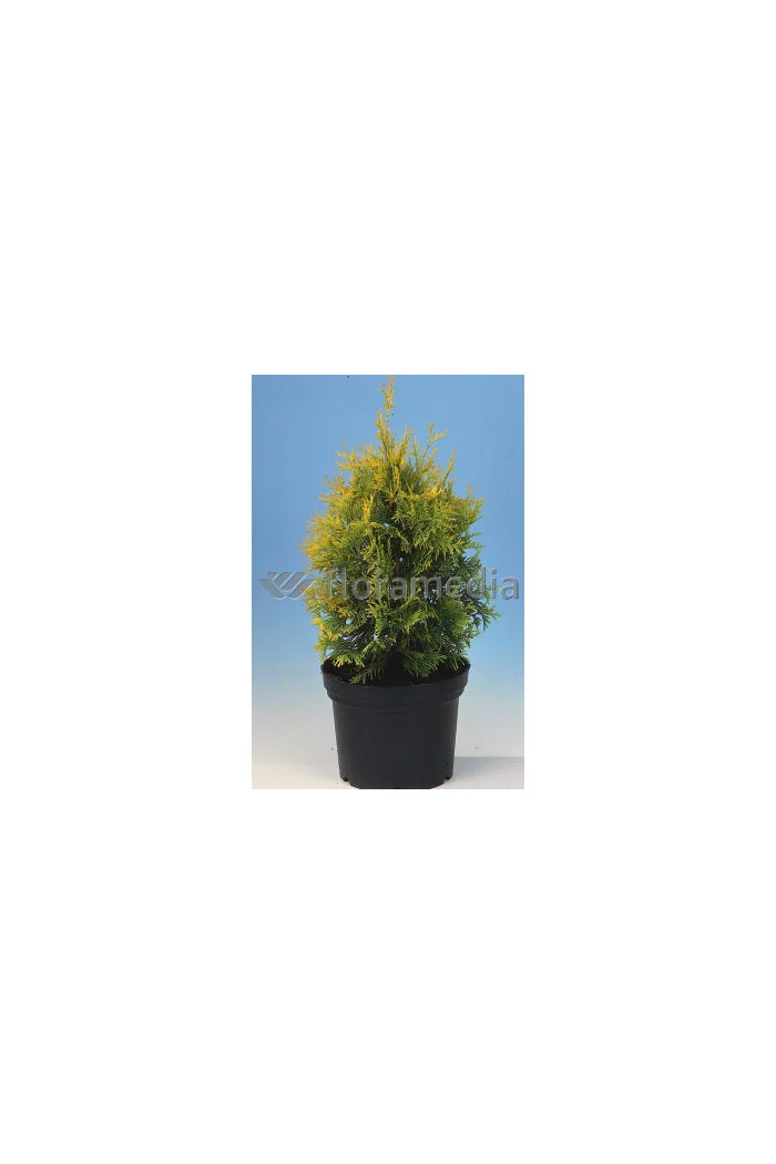 Żywotnik zachodni 'Yellow Ribbon' Thuja occidentalis