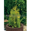 Żywotnik zachodni 'Yellow Ribbon' Thuja occidentalis