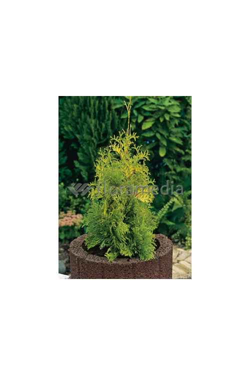Żywotnik zachodni 'Yellow Ribbon' Thuja occidentalis