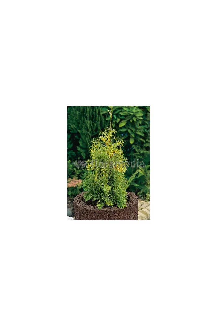 Żywotnik zachodni 'Yellow Ribbon' Thuja occidentalis