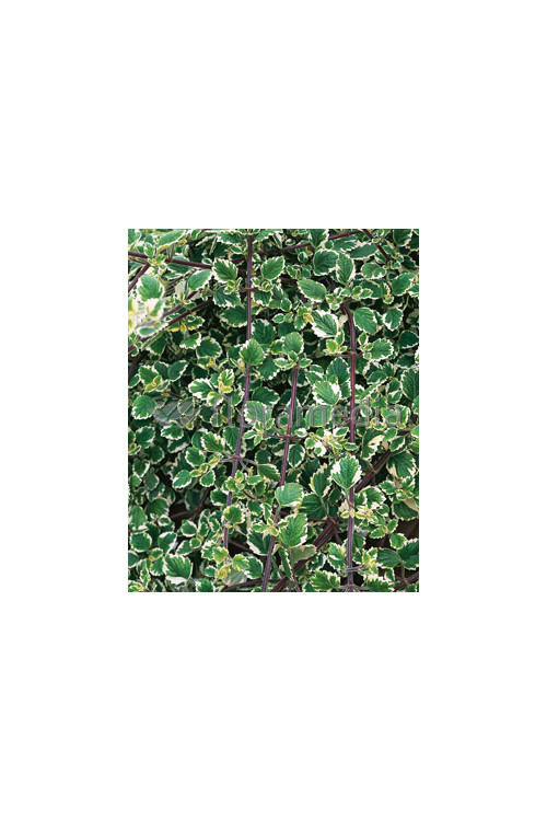 Komarzyca (Plektrantus) | Plectranthus