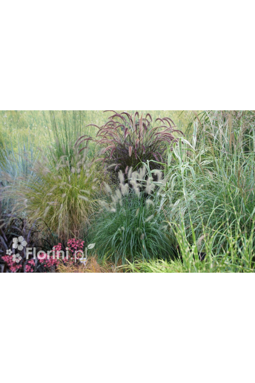 Rozplenica japońska 'Red Head' | Pennisetum alopecuroides