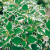 Komarzyca (Plektrantus) | Plectranthus