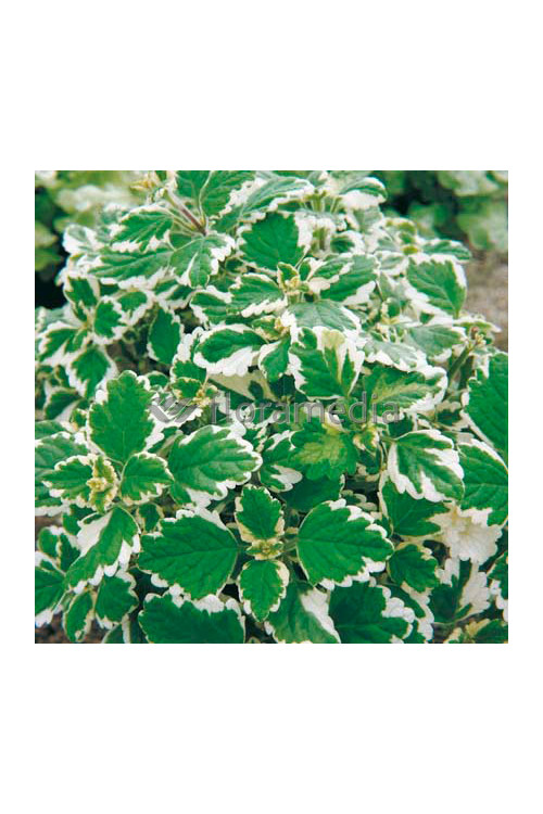 Komarzyca (Plektrantus) | Plectranthus