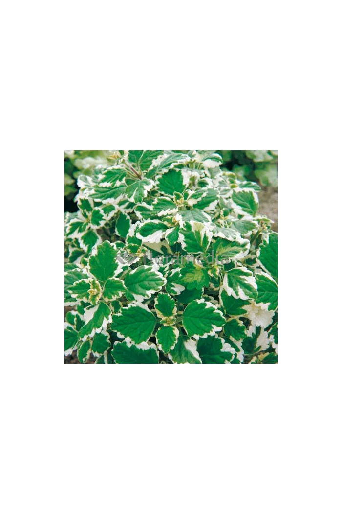 Komarzyca (Plektrantus) | Plectranthus