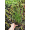 Rozplenica japońska 'Red Head' | Pennisetum alopecuroides