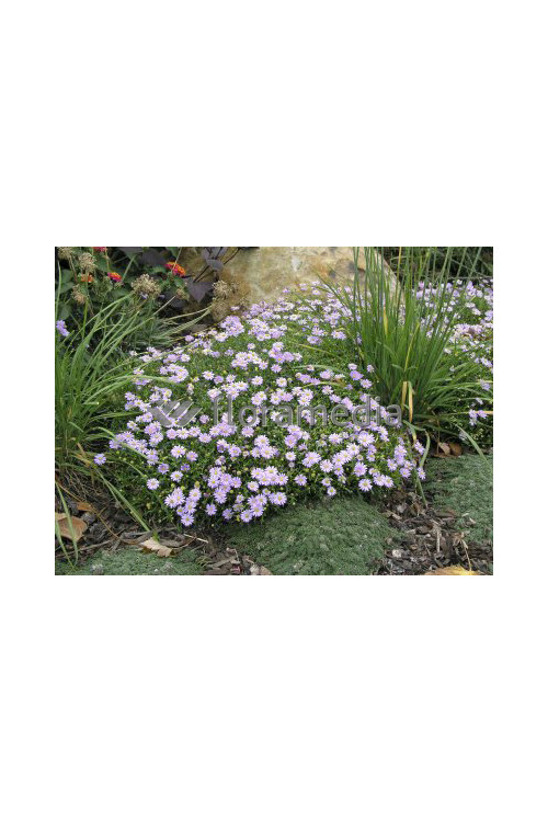 Czubatka ubiorkolistna, brachycome