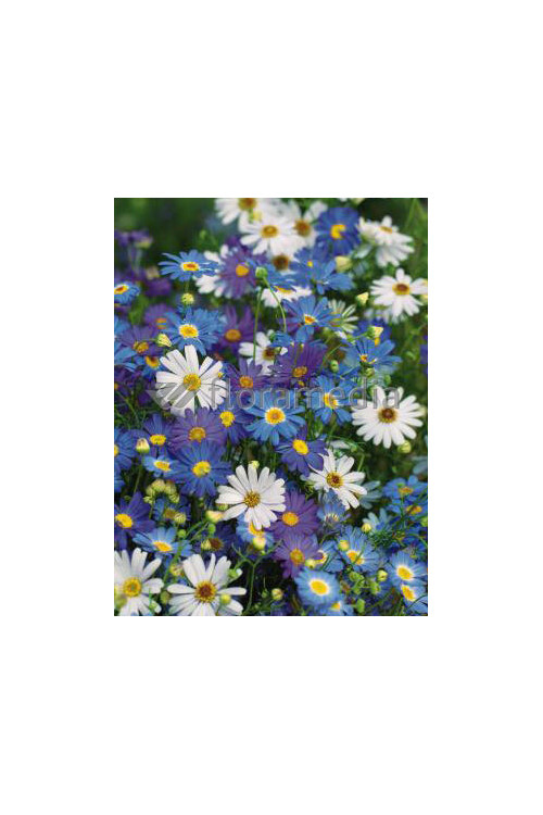 Czubatka ubiorkolistna, brachycome